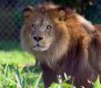 Camping Les Alouettes : Lion De L'atlas A (ksabi 3 Quart) Zoo Des Sables S Silhol