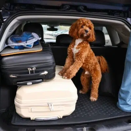 Camping avec chien en Vendée 4 Cute Cavapoo dog with suitcases and other stuff in car trunk