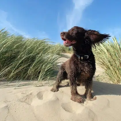 Camping avec chien en Vendée 3 Brown spaniel in sand dunes, beach dog